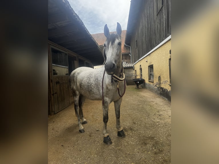 PRE Mestizo Yegua 8 años 165 cm Tordo picazo in Tännesberg
