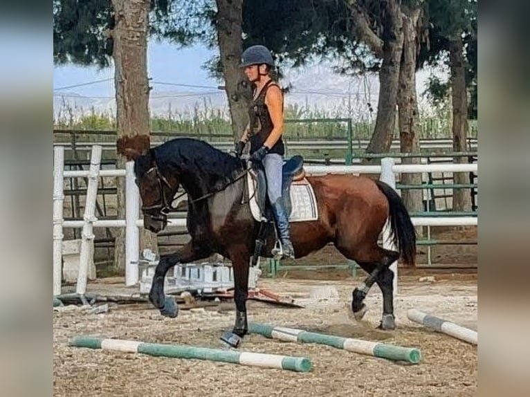PRE Mestizo Yegua 8 años 167 cm Castaño oscuro in Alicante
