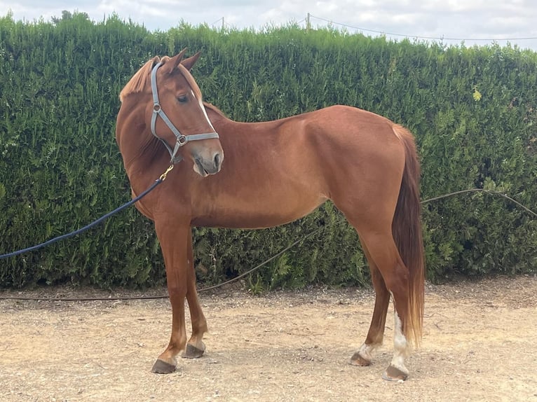 PRE Mestizo Yegua 8 años 168 cm Alazán in Torrente
