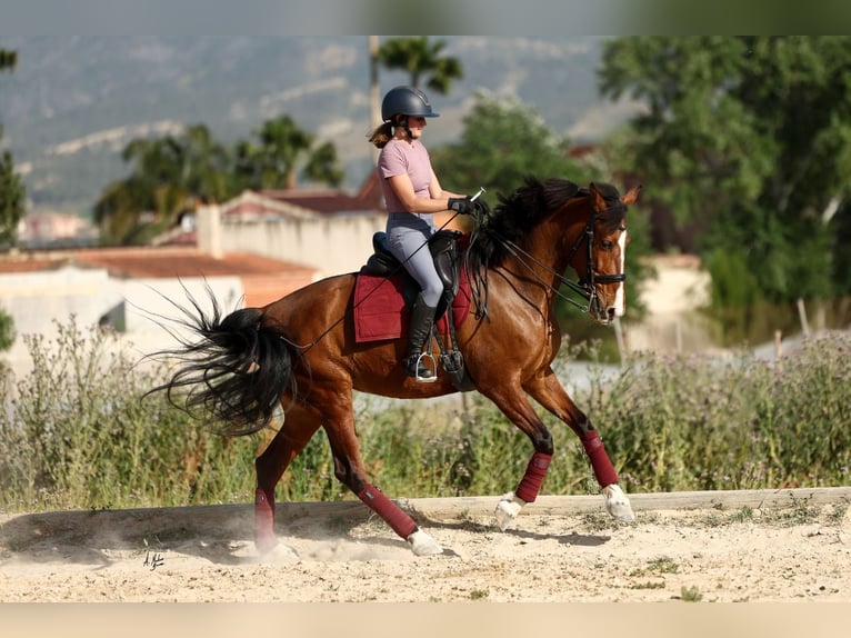 PRE Mestizo Yegua 8 años 168 cm Castaño in Sangonera la Seca