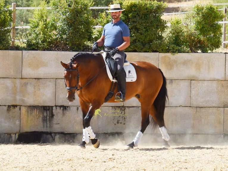 PRE Yegua 8 años 168 cm Castaño in Provinz Malaga