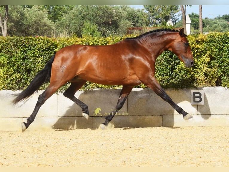 PRE Yegua 8 años 168 cm Castaño in Provinz Malaga