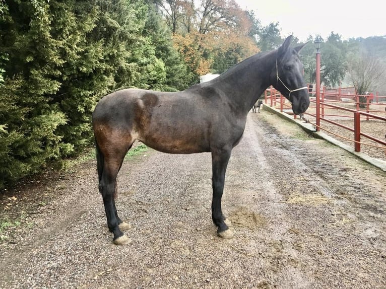 PRE Yegua 8 años 170 cm Negro in Galaroza (Huelva)