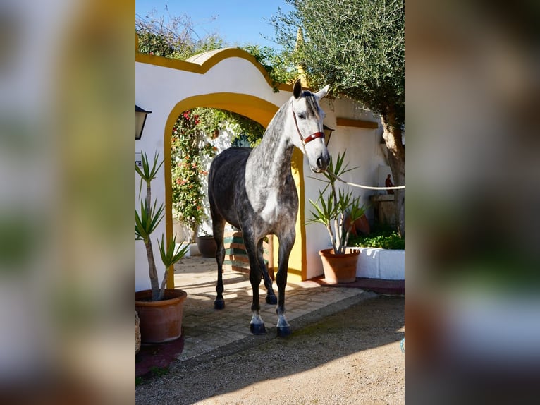 PRE Yegua 8 años 170 cm Tordo in Ciutadella De Menorca