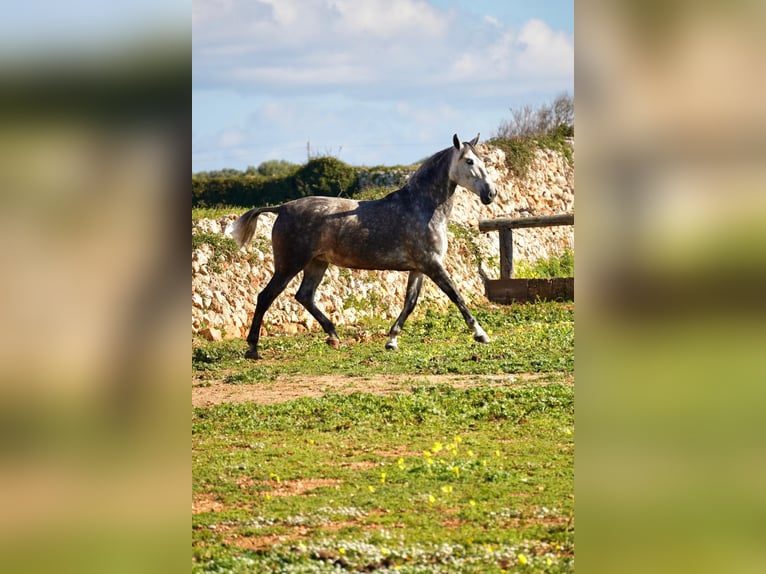 PRE Yegua 8 años 170 cm Tordo in Ciutadella De Menorca