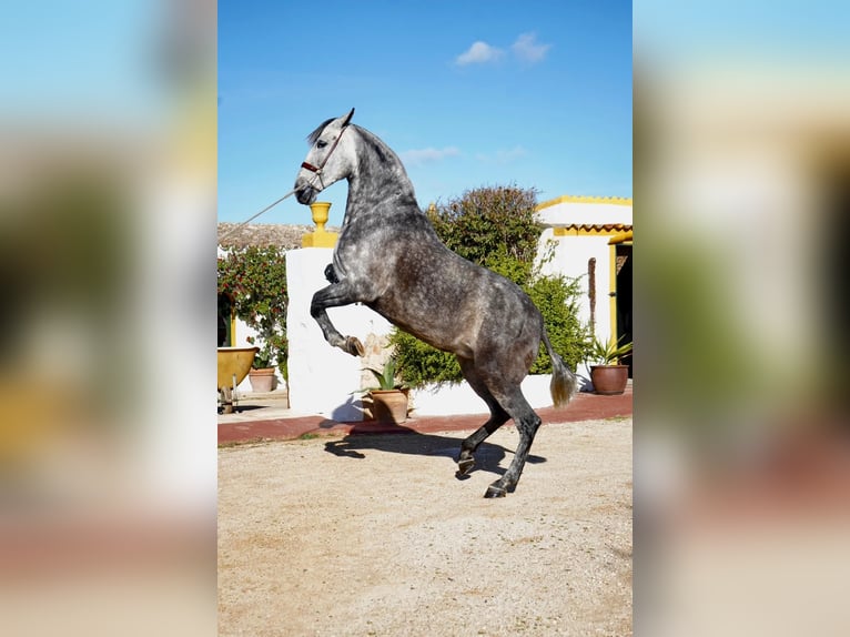 PRE Yegua 8 años 170 cm Tordo in Ciutadella De Menorca