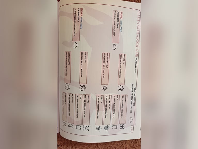 PRE Yegua 8 años 170 cm Tordo in Ciutadella De Menorca