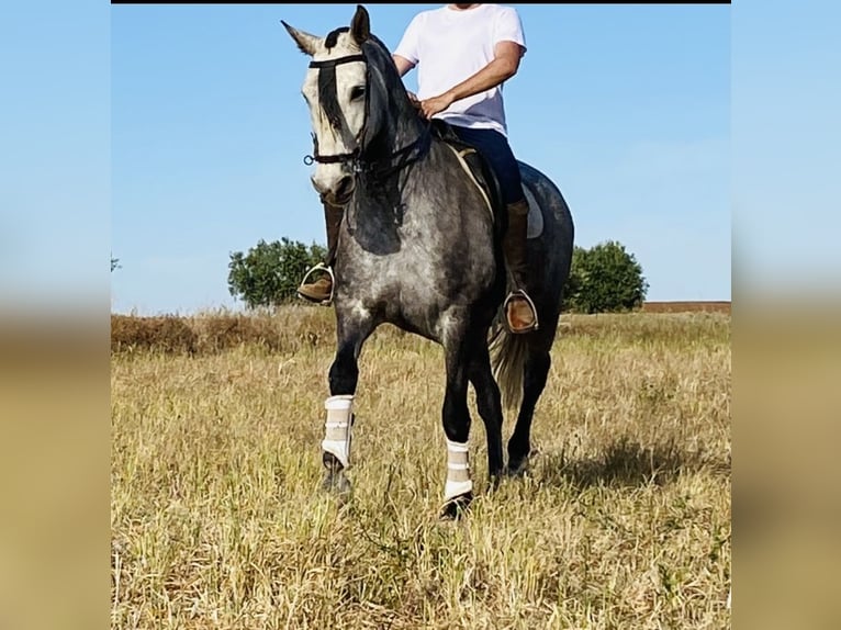 PRE Mestizo Yegua 8 años 170 cm Tordo in Talarrubias