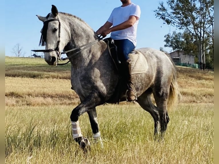 PRE Mestizo Yegua 8 años 170 cm Tordo in Talarrubias