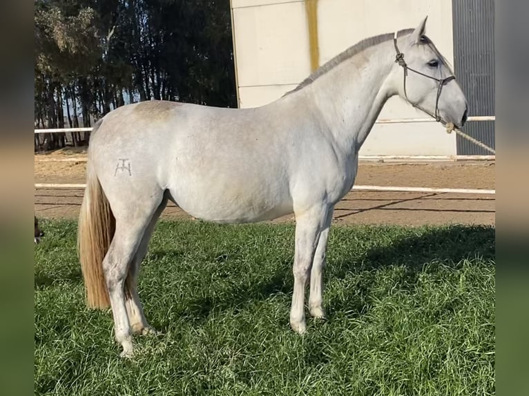 PRE Mestizo Yegua 8 años 171 cm Tordo in Fuentes De Andalucia