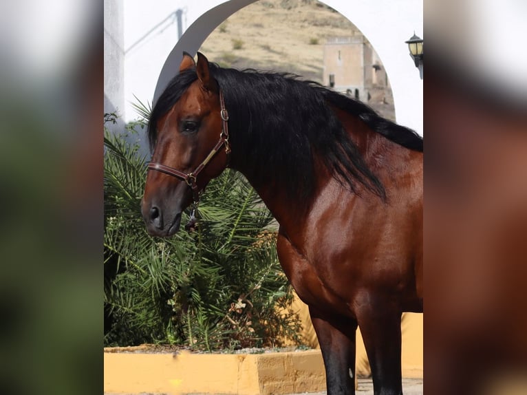PRE Mestizo Yegua 8 años 172 cm Tordo in Fuente Obejuna