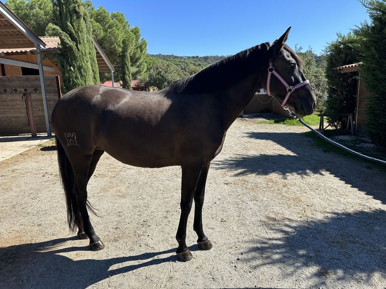 PRE Mestizo Yegua 9 años 158 cm Negro in Sant Esteve De Palautordera