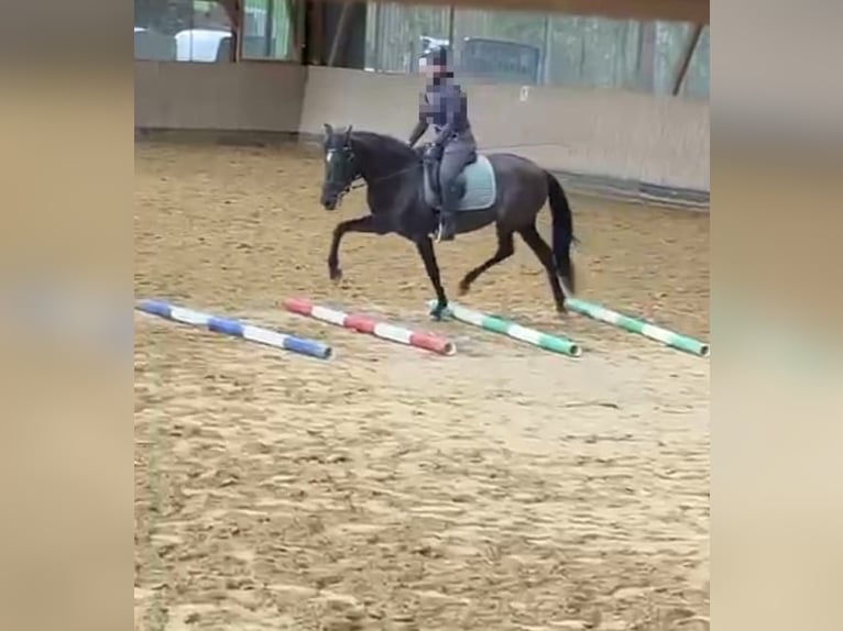 PRE Yegua 9 años 159 cm Morcillo in Bergisch Gladbach