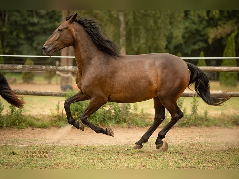 PRE Mestizo Yegua 9 años 162 cm Castaño oscuro in Traventhal