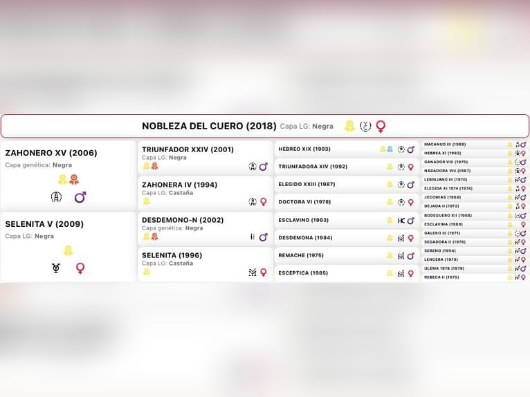 PRE Yegua 9 años 162 cm Negro in Kefermarkt