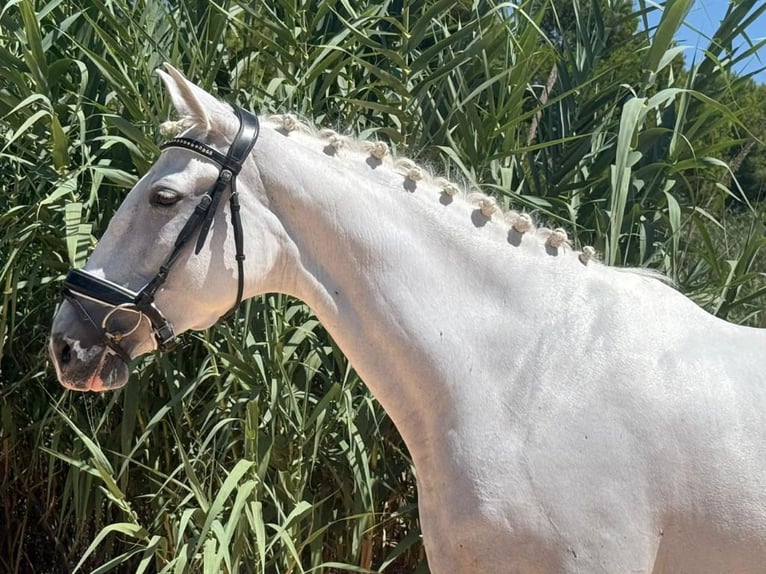 PRE Mestizo Yegua 9 años 163 cm Tordo in Navas Del Madroño