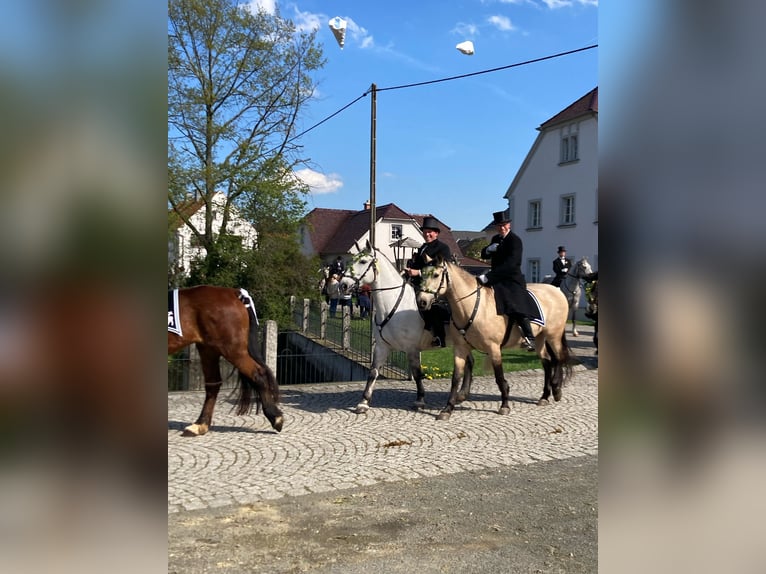 PRE Mestizo Yegua 9 años 165 cm Buckskin/Bayo in Lichtenstein/Sachsen
