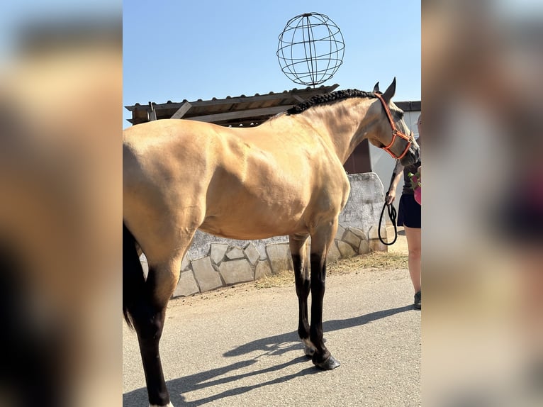 PRE Mestizo Yegua 9 años 165 cm in Els Poblets