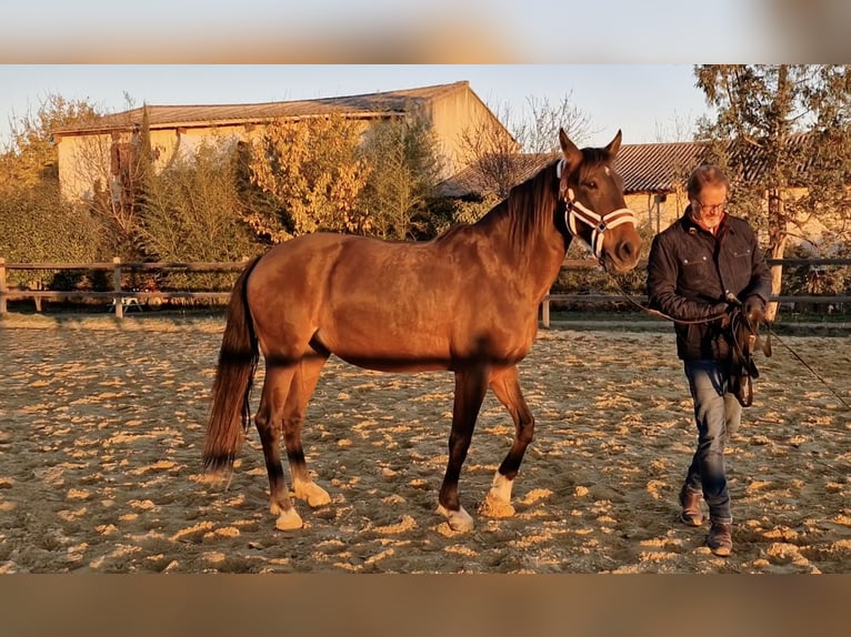 PRE Mestizo Yegua 9 años 165 cm Castaño in Cardet