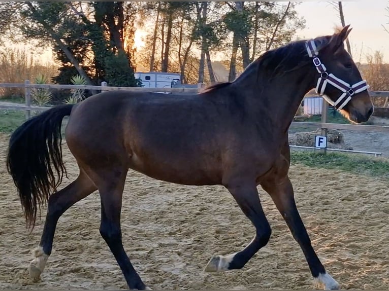 PRE Mestizo Yegua 9 años 165 cm Castaño in Cardet