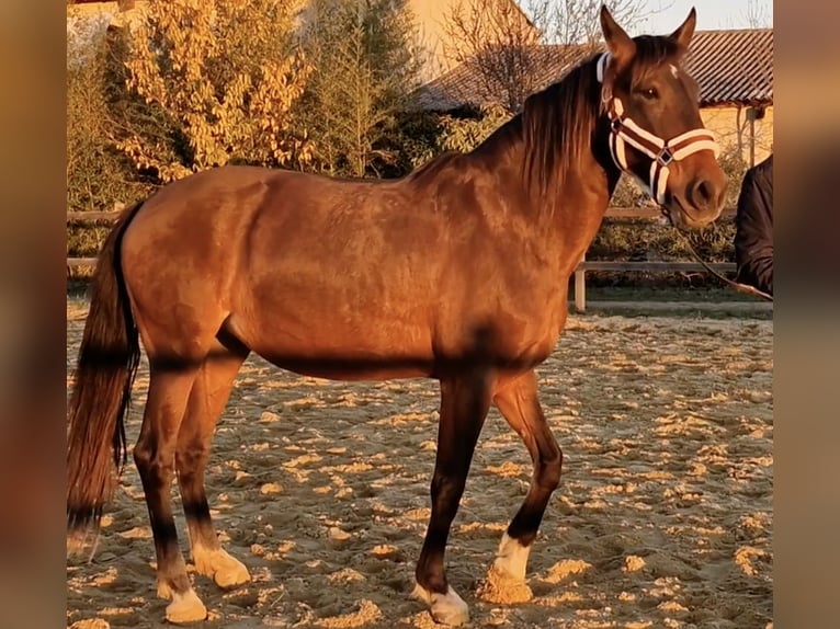 PRE Mestizo Yegua 9 años 165 cm Castaño in Cardet