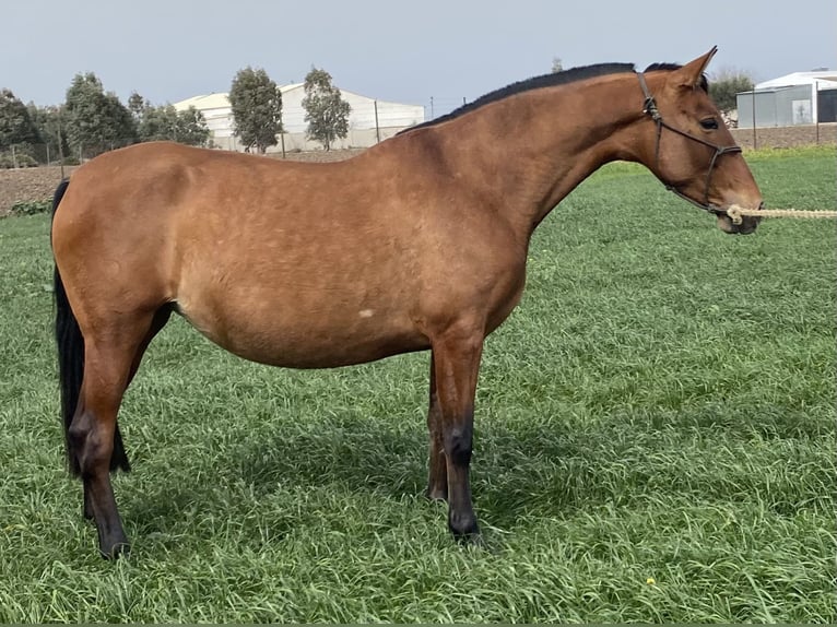 PRE Yegua 9 años 165 cm Castaño rojizo in Fuentes De Andalucia