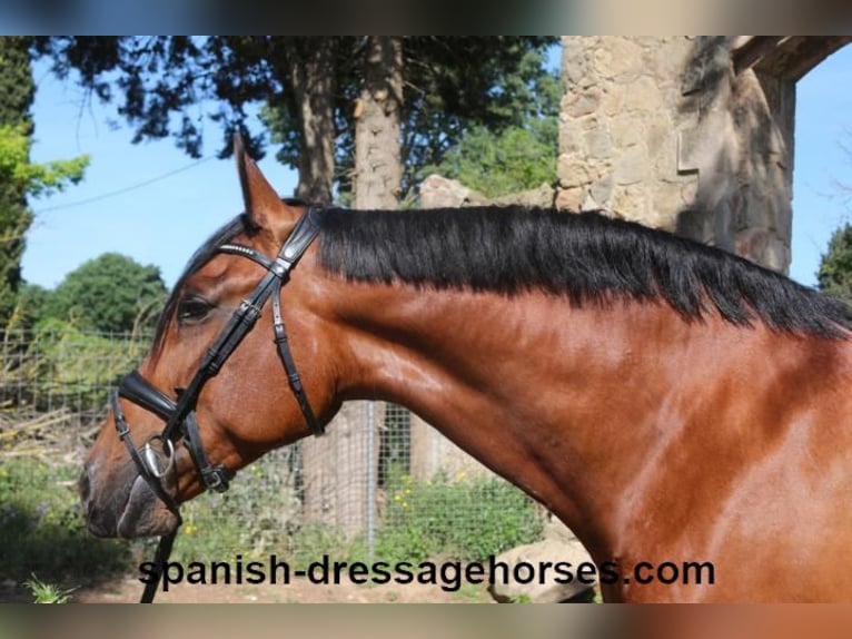 PRE Mestizo Yegua 9 años 166 cm Castaño in Barcelona
