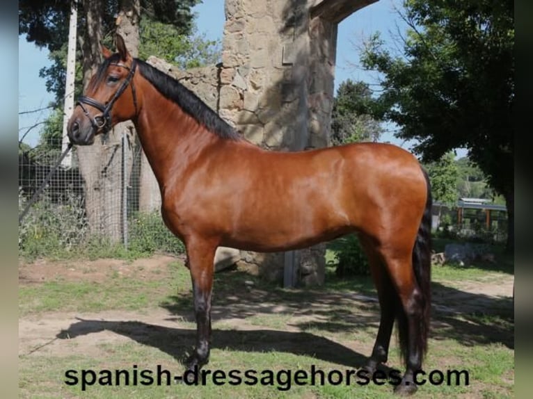 PRE Mestizo Yegua 9 años 166 cm Castaño in Barcelona