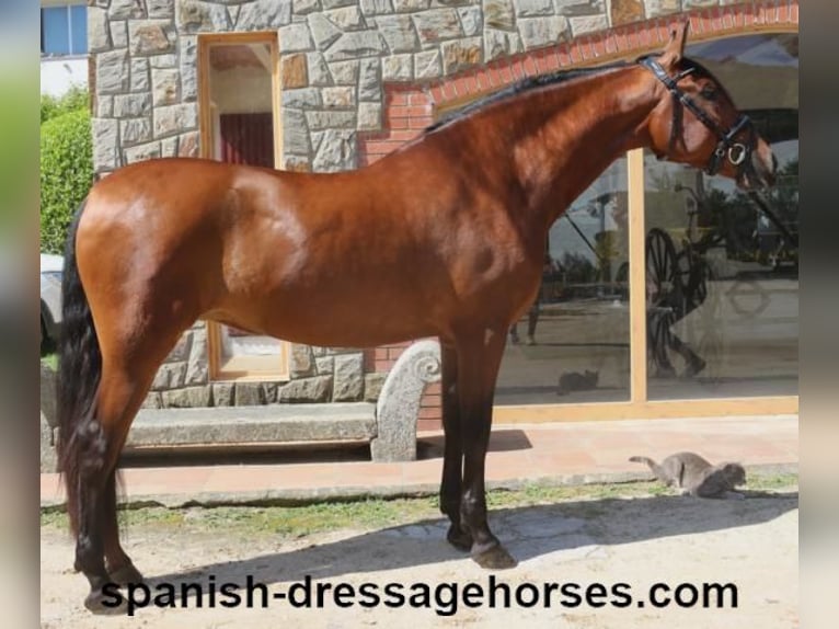 PRE Mestizo Yegua 9 años 166 cm Castaño in Barcelona