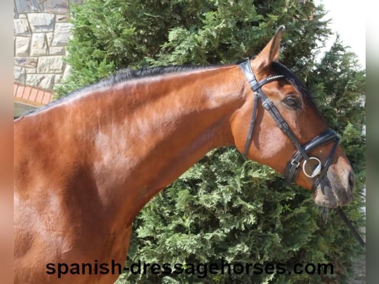 PRE Mestizo Yegua 9 años 166 cm Castaño in Barcelona