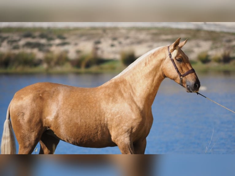 PRE Mestizo Yegua 9 años 166 cm Palomino in NAVAS DE MADRONO
