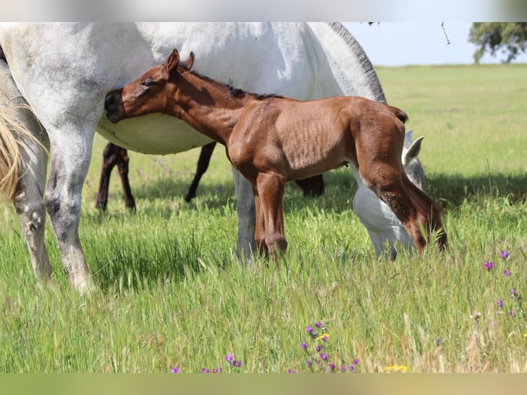 PRE Yegua 9 años 168 cm Tordo rodado in Sevilla