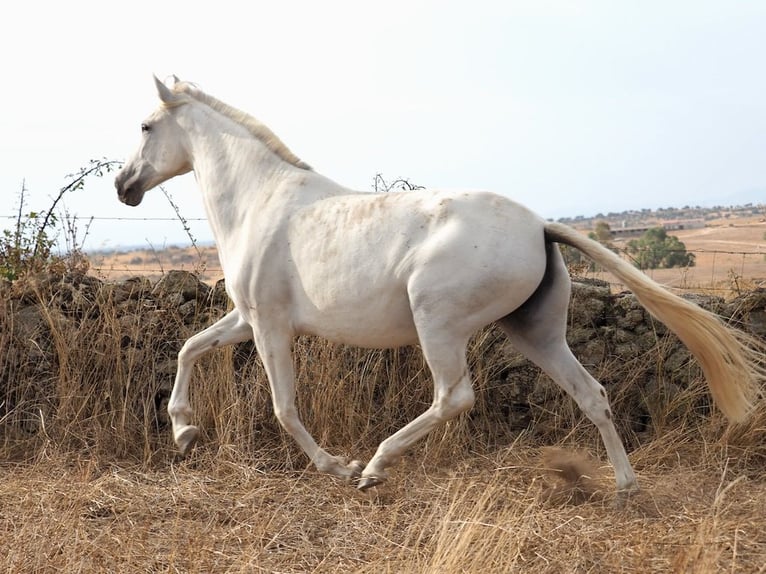 PRE Mestizo Yegua 9 años 169 cm Tordo in Navas Del Madroño