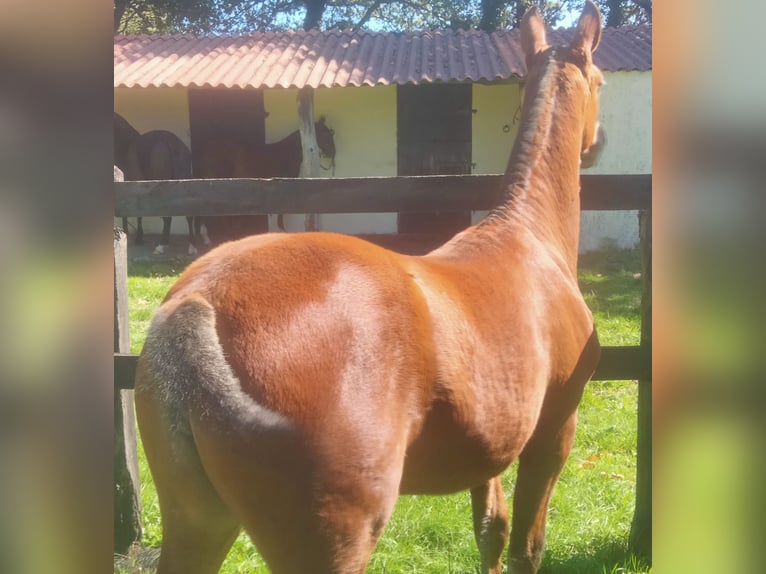 PRE Yegua Potro (03/2025) 133 cm Castaño claro in Aranga