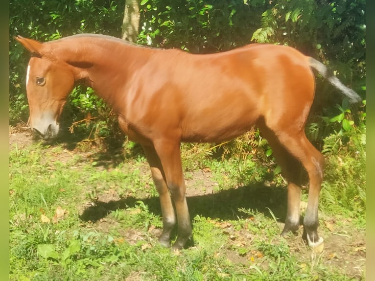 PRE Yegua Potro (03/2025) 133 cm Castaño claro in Aranga