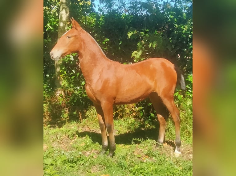 PRE Yegua Potro (03/2025) 133 cm Castaño claro in Aranga