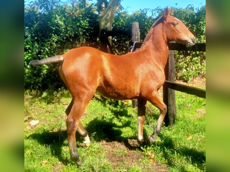 PRE Yegua Potro (03/2025) 133 cm Castaño claro in Aranga