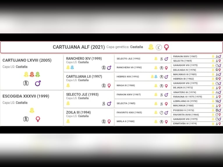 PRE Yegua Potro (03/2025) 133 cm Castaño claro in Aranga