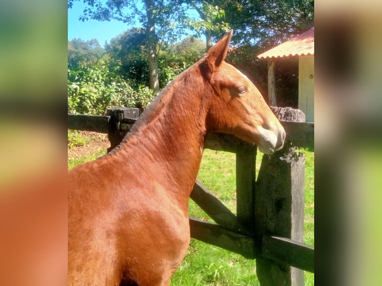 PRE Yegua Potro (03/2025) 133 cm Castaño claro in Aranga