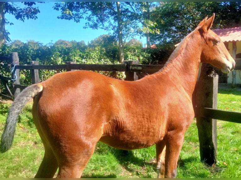 PRE Yegua Potro (03/2025) 133 cm Castaño claro in Aranga