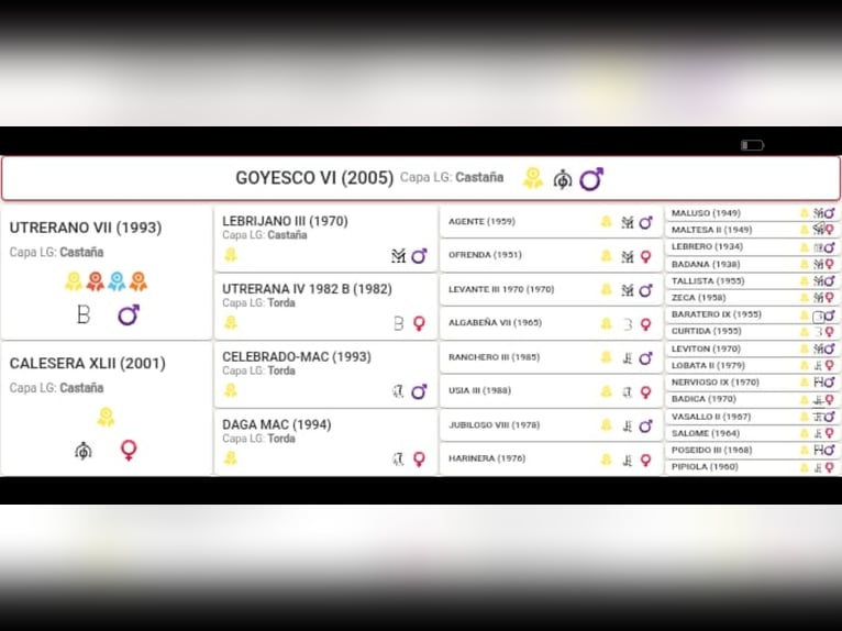 PRE Yegua Potro (03/2025) 133 cm Castaño claro in Aranga