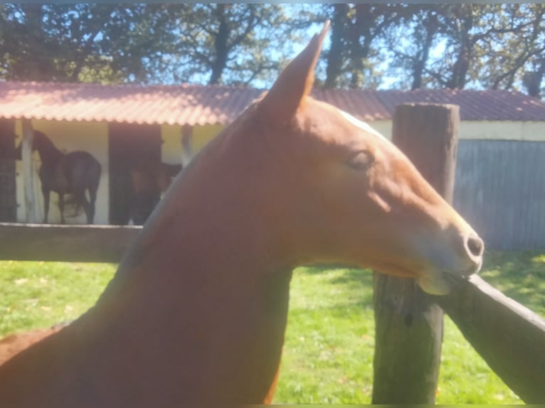 PRE Yegua Potro (03/2025) 133 cm Castaño claro in Aranga