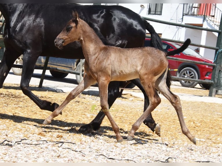PRE Yegua Potro (04/2026) 158 cm Negro in Provinz Cordoba