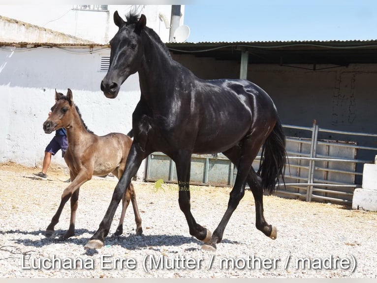 PRE Yegua Potro (04/2026) 158 cm Negro in Provinz Cordoba