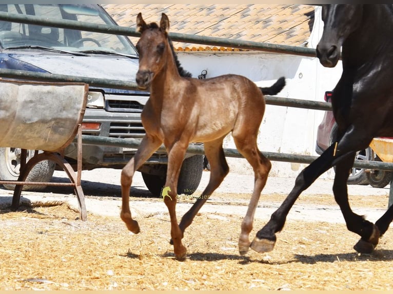 PRE Yegua Potro (04/2026) 158 cm Negro in Provinz Cordoba