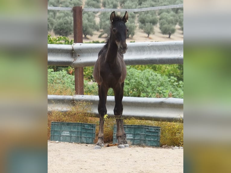 PRE Yegua Potro (04/2026) 158 cm Negro in Provinz Cordoba