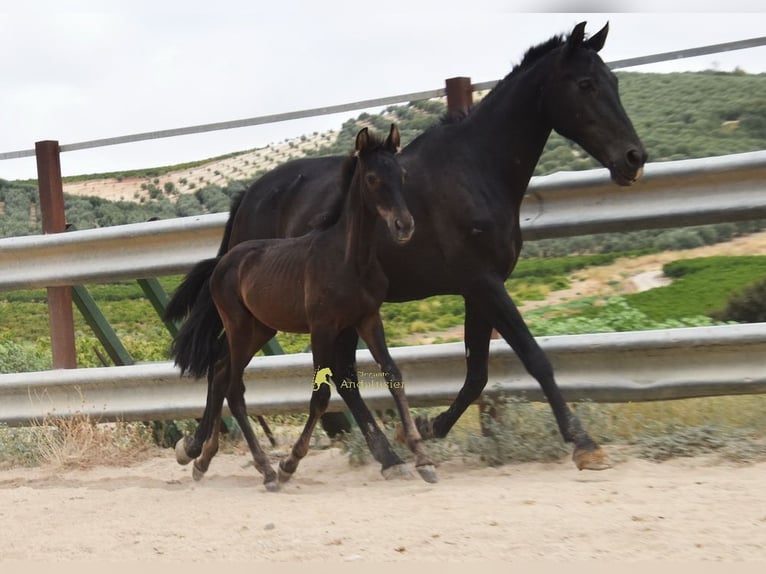 PRE Yegua Potro (04/2026) 158 cm Negro in Provinz Cordoba