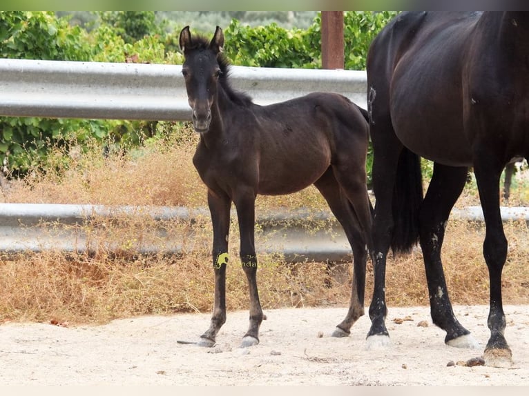 PRE Yegua Potro (04/2026) 158 cm Negro in Provinz Cordoba