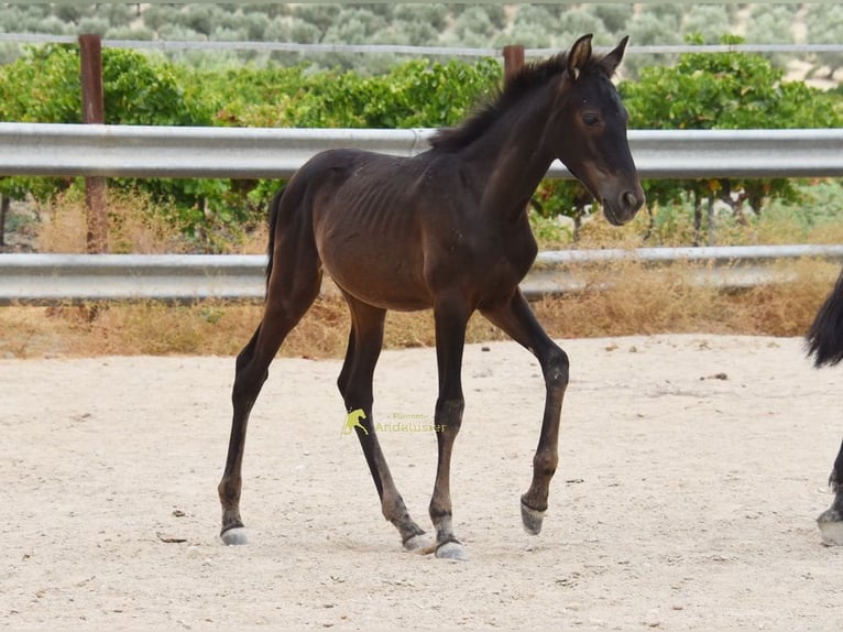 PRE Yegua Potro (04/2026) 158 cm Negro in Provinz Cordoba