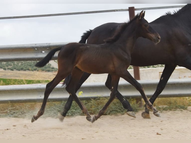 PRE Yegua Potro (04/2026) 158 cm Negro in Provinz Cordoba